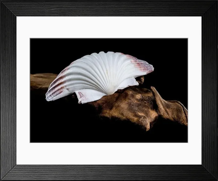 Framed Print : Close-up of a red and white Pecten jacobaeus scallop shell from the Pectinidae family Framed Print : Close-up of a red and white Pecten jacobaeus scallop shell from the Pectinidae family