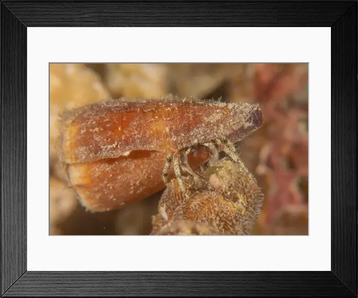 Framed Print : Conus Textile On the seabed in the Red Sea, Eilat Israel Framed Print : Conus Textile On the seabed in the Red Sea, Eilat Israel