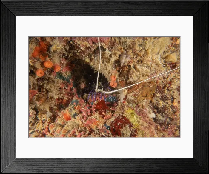 Framed Print : Painted Lobster(Panulirus versicolor) at the Tubbataha Reef National Park Philippines Framed Print : Painted Lobster(Panulirus versicolor) at the Tubbataha Reef National Park Philippines