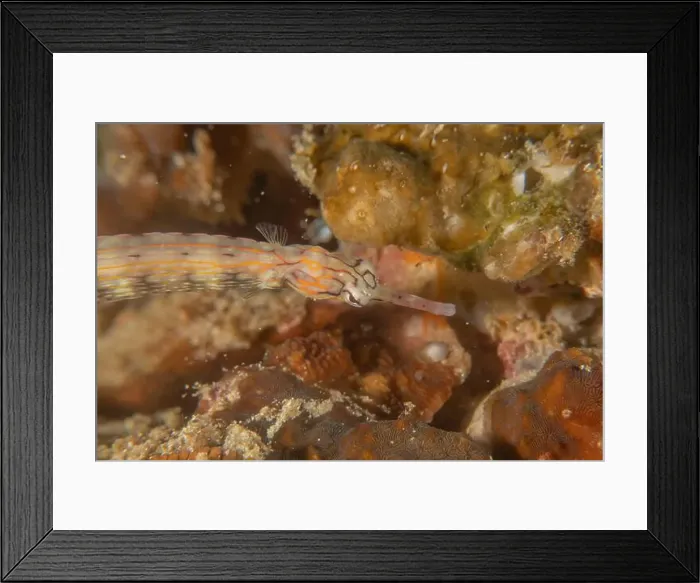 Framed Print : Corythoichthys Ocellatus Ocellated pipefish in the Sea of the Philippines Framed Print : Corythoichthys Ocellatus Ocellated pipefish in the Sea of the Philippines