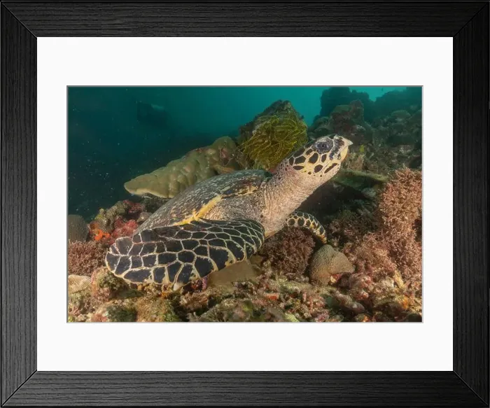 Framed Print : Hawksbill sea turtle in the Sea of the Philippines Framed Print : Hawksbill sea turtle in the Sea of the Philippines