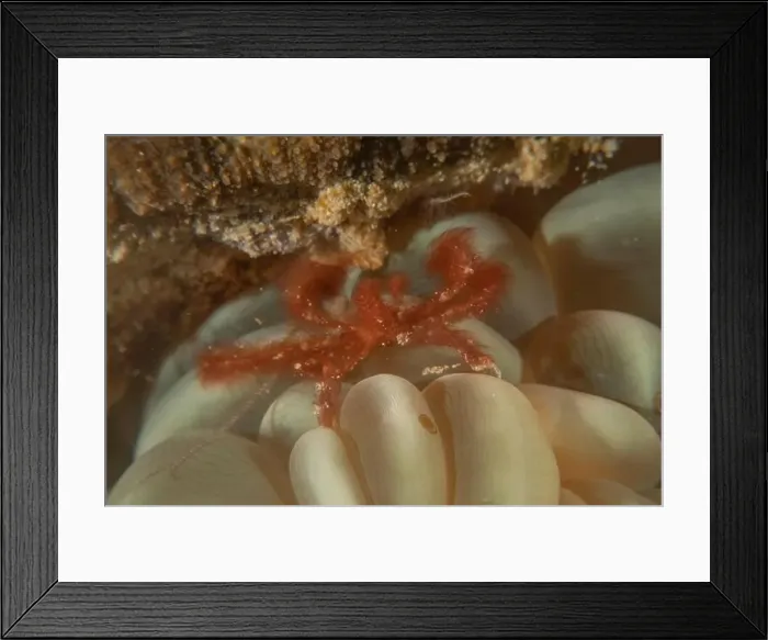 Framed Print : long-legged spider crab in the Sea of the Philippines Framed Print : long-legged spider crab in the Sea of the Philippines