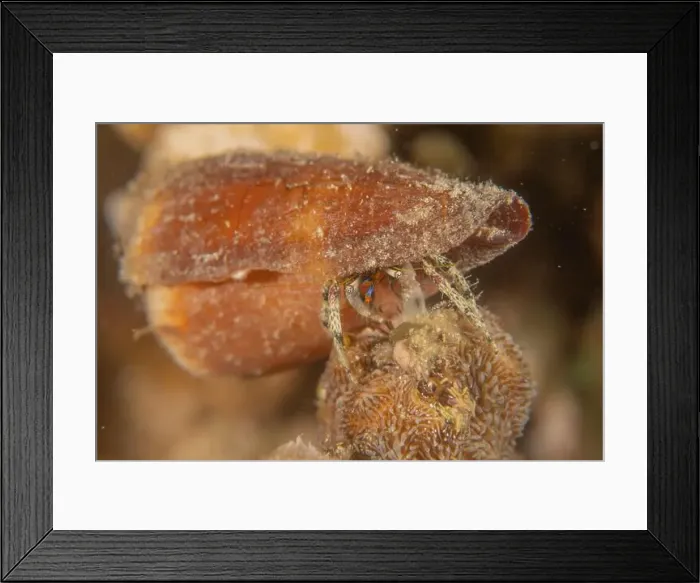 Framed Print : Conus Textile On the seabed in the Red Sea, Eilat Israel Framed Print : Conus Textile On the seabed in the Red Sea, Eilat Israel