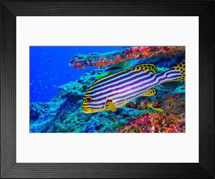 Framed Print : Striped Oriental Sweetlips, Plectorhinchus orientalis, North Ari Atoll, Maldives, Indian Ocean, Asia Framed Print : Striped Oriental Sweetlips, Plectorhinchus orientalis, North Ari Atoll, Maldives, Indian Ocean, Asia
