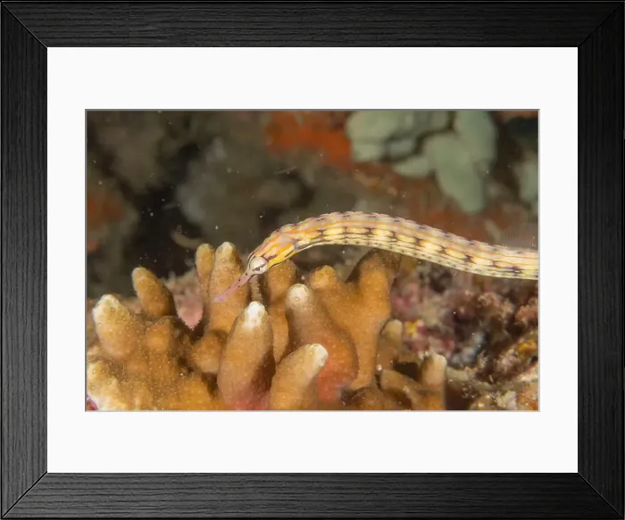 Framed Print : Corythoichthys Ocellatus Ocellated pipefish in the Sea of the Philippines Framed Print : Corythoichthys Ocellatus Ocellated pipefish in the Sea of the Philippines