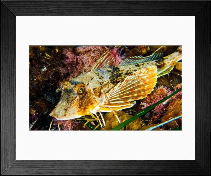 Framed Print : Pipper Fish, Trigla lyra, Cabo Cope-Puntas del Calnegre Natural Park Framed Print : Pipper Fish, Trigla lyra, Cabo Cope-Puntas del Calnegre Natural Park