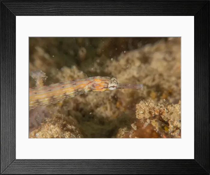 Framed Print : Corythoichthys Ocellatus Ocellated pipefish in the Sea of the Philippines Framed Print : Corythoichthys Ocellatus Ocellated pipefish in the Sea of the Philippines