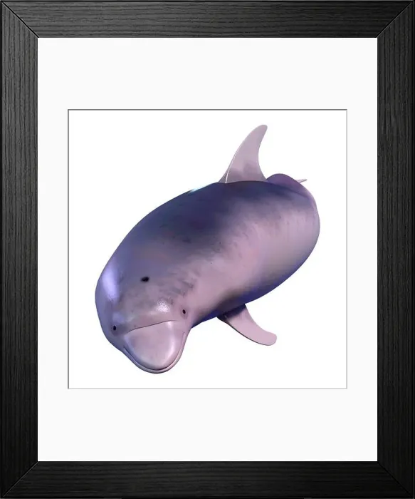 Framed Print : 3D rendering of a dolphin isolated on white background Framed Print : 3D rendering of a dolphin isolated on white background
