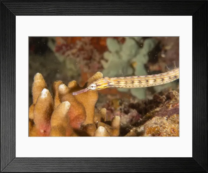 Framed Print : Corythoichthys Ocellatus Ocellated pipefish in the Sea of the Philippines Framed Print : Corythoichthys Ocellatus Ocellated pipefish in the Sea of the Philippines