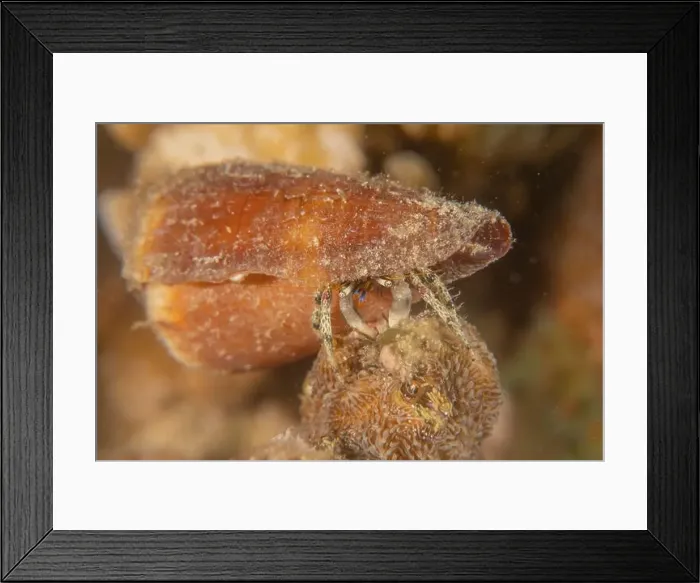Framed Print : Conus Textile On the seabed in the Red Sea, Eilat Israel Framed Print : Conus Textile On the seabed in the Red Sea, Eilat Israel