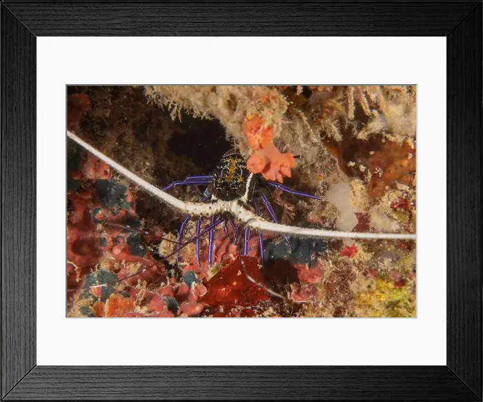 Framed Print : Painted Lobster(Panulirus versicolor) at the Tubbataha Reef National Park Philippines Framed Print : Painted Lobster(Panulirus versicolor) at the Tubbataha Reef National Park Philippines