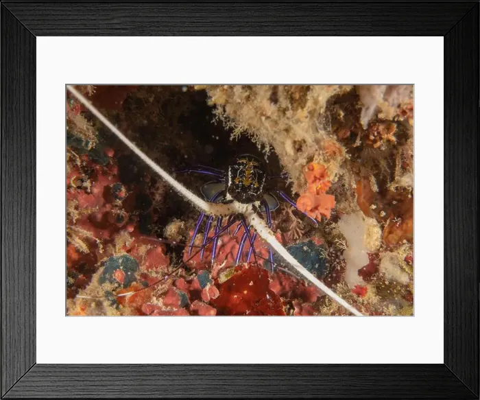 Framed Print : Painted Lobster(Panulirus versicolor) at the Tubbataha Reef National Park Philippines Framed Print : Painted Lobster(Panulirus versicolor) at the Tubbataha Reef National Park Philippines