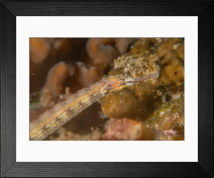 Framed Print : Corythoichthys Ocellatus Ocellated pipefish in the Sea of the Philippines Framed Print : Corythoichthys Ocellatus Ocellated pipefish in the Sea of the Philippines