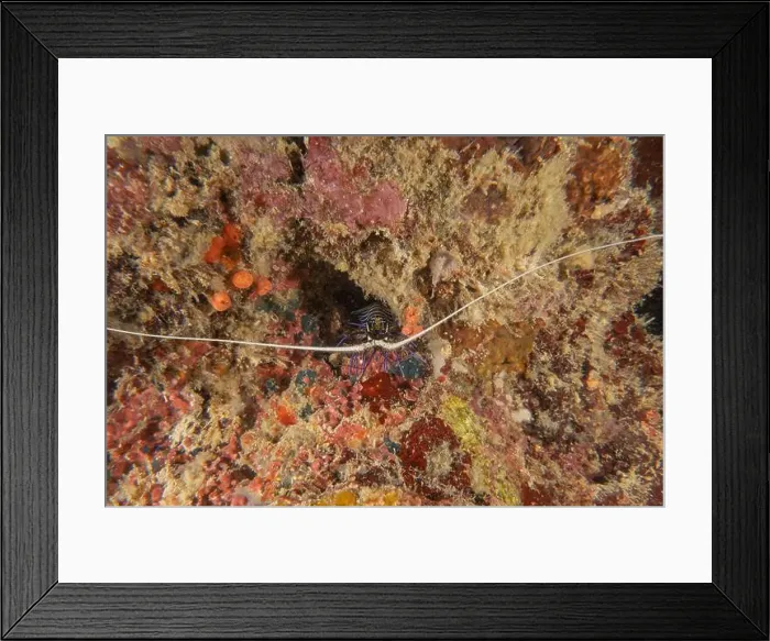 Framed Print : Painted Lobster(Panulirus versicolor) at the Tubbataha Reef National Park Philippines Framed Print : Painted Lobster(Panulirus versicolor) at the Tubbataha Reef National Park Philippines