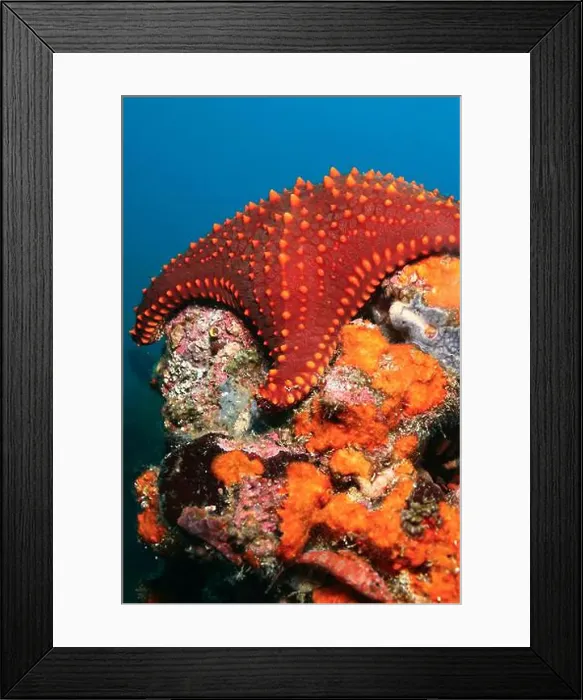 Framed Print : Starfish, Darwin and Wolf Islands