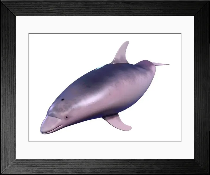 Framed Print : 3D rendering of a dolphin isolated on white background Framed Print : 3D rendering of a dolphin isolated on white background