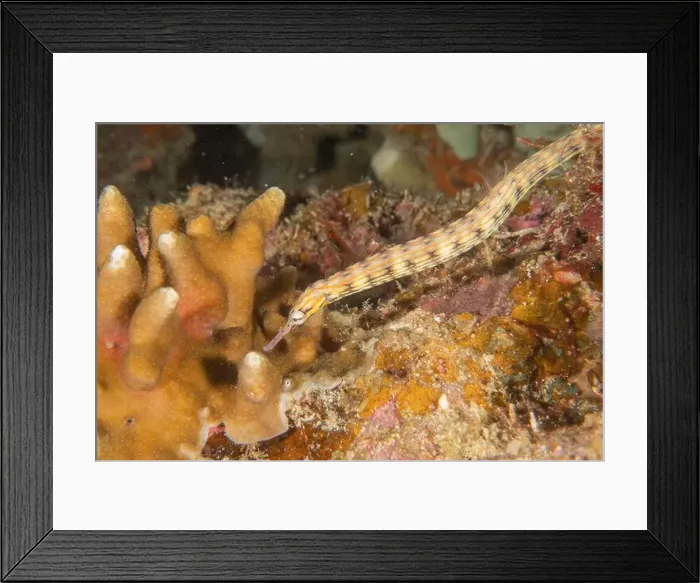 Framed Print : Corythoichthys Ocellatus Ocellated pipefish in the Sea of the Philippines Framed Print : Corythoichthys Ocellatus Ocellated pipefish in the Sea of the Philippines