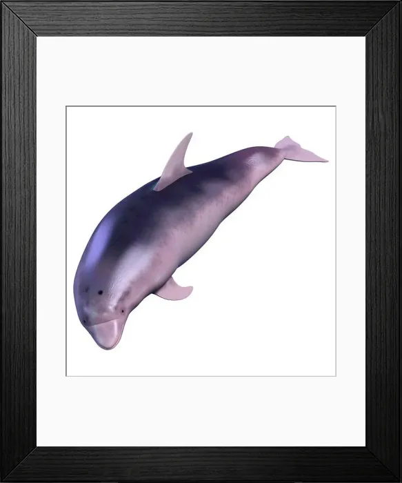 Framed Print : 3D rendering of a dolphin isolated on white background Framed Print : 3D rendering of a dolphin isolated on white background