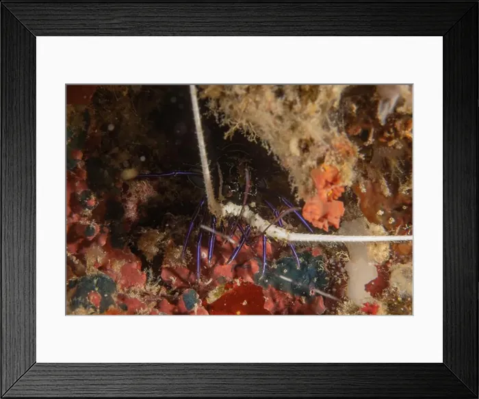 Framed Print : Painted Lobster(Panulirus versicolor) at the Tubbataha Reef National Park Philippines Framed Print : Painted Lobster(Panulirus versicolor) at the Tubbataha Reef National Park Philippines