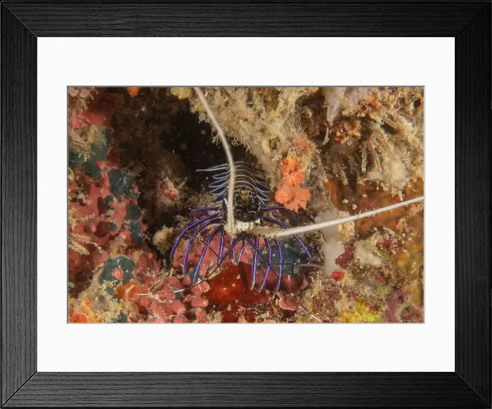 Framed Print : Painted Lobster(Panulirus versicolor) at the Tubbataha Reef National Park Philippines Framed Print : Painted Lobster(Panulirus versicolor) at the Tubbataha Reef National Park Philippines