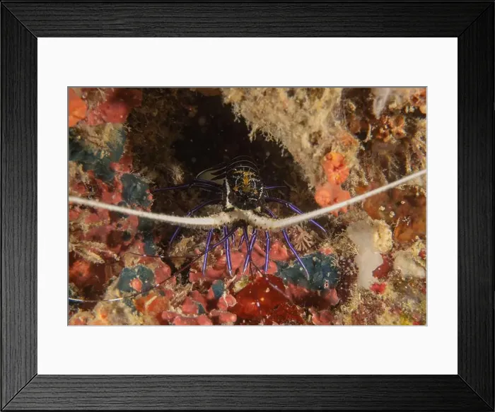Framed Print : Painted Lobster(Panulirus versicolor) at the Tubbataha Reef National Park Philippines Framed Print : Painted Lobster(Panulirus versicolor) at the Tubbataha Reef National Park Philippines