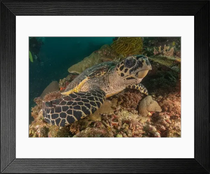 Framed Print : Hawksbill sea turtle in the Sea of the Philippines Framed Print : Hawksbill sea turtle in the Sea of the Philippines