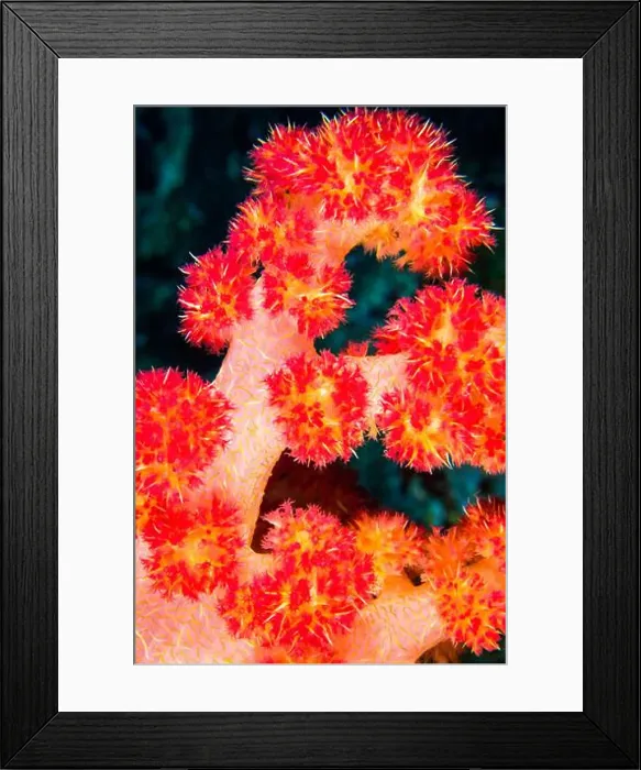 Framed Print : Multi-branched Coral Trees, Soft Coral Framed Print : Multi-branched Coral Trees, Soft Coral