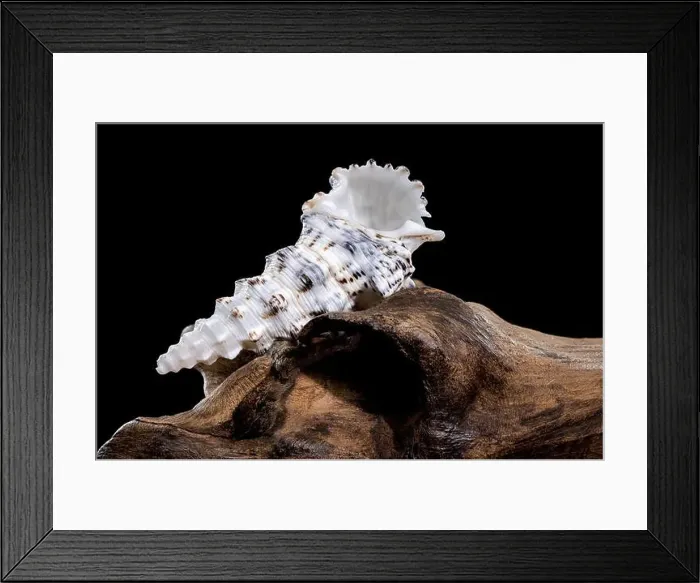 Framed Print : Detailed close-up of a Cerithium nodulosum shell with textured patterns Framed Print : Detailed close-up of a Cerithium nodulosum shell with textured patterns