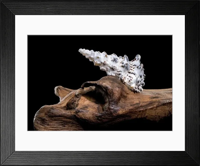 Framed Print : Detailed close-up of a Cerithium nodulosum shell with textured patterns Framed Print : Detailed close-up of a Cerithium nodulosum shell with textured patterns