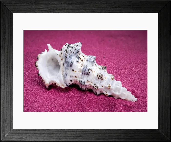 Framed Print : Detailed close-up of a Cerithium nodulosum shell with textured patterns, placed on a red sand background Framed Print : Detailed close-up of a Cerithium nodulosum shell with textured patterns, placed on a red sand background