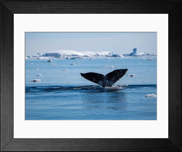 Framed Print : Humpback whale's tail. Whales in Antarctica Framed Print : Humpback whale's tail. Whales in Antarctica