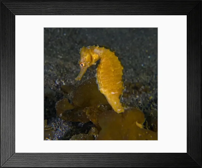 Framed Print : Hippocampus trimaculatus - low-crowned seahorse Framed Print : Hippocampus trimaculatus - low-crowned seahorse
