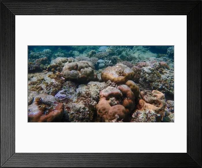 Framed Print : Underwater landscape with vibrant hard coral reefs Framed Print : Underwater landscape with vibrant hard coral reefs