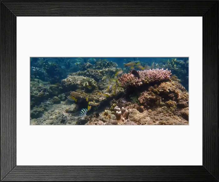 Framed Print : Underwater landscape with vibrant hard coral reefs Framed Print : Underwater landscape with vibrant hard coral reefs