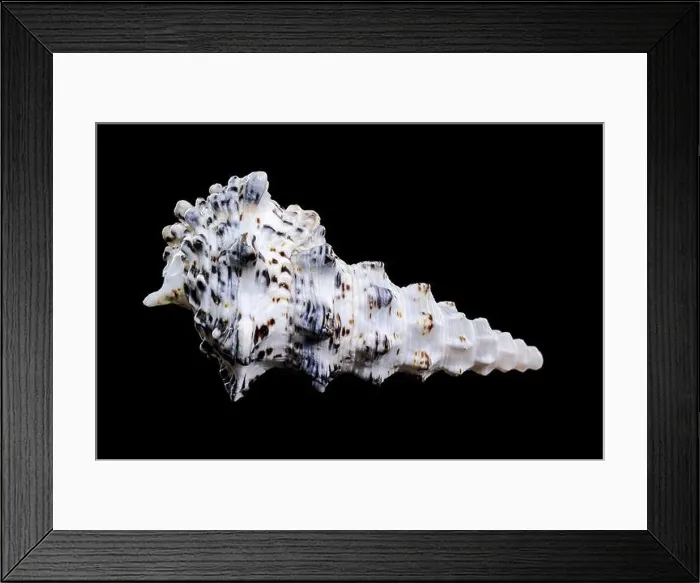 Framed Print : Detailed close-up of a Cerithium nodulosum shell with textured patterns, placed on a black background