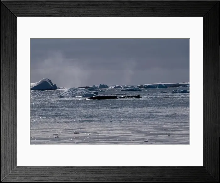 Framed Print : Humpback whale breathing in the water. Wild nature Framed Print : Humpback whale breathing in the water. Wild nature