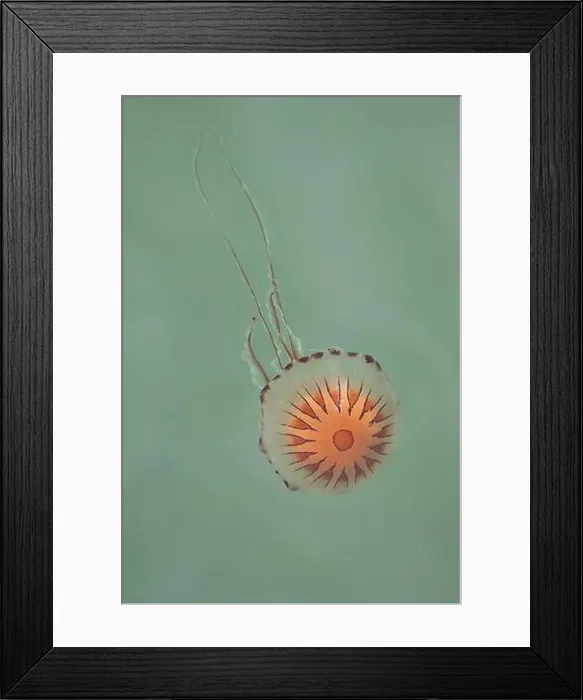 Framed Print : Chrysaora hysoscella, the compass jellyfish, in the Atlantic Ocean Framed Print : Chrysaora hysoscella, the compass jellyfish, in the Atlantic Ocean
