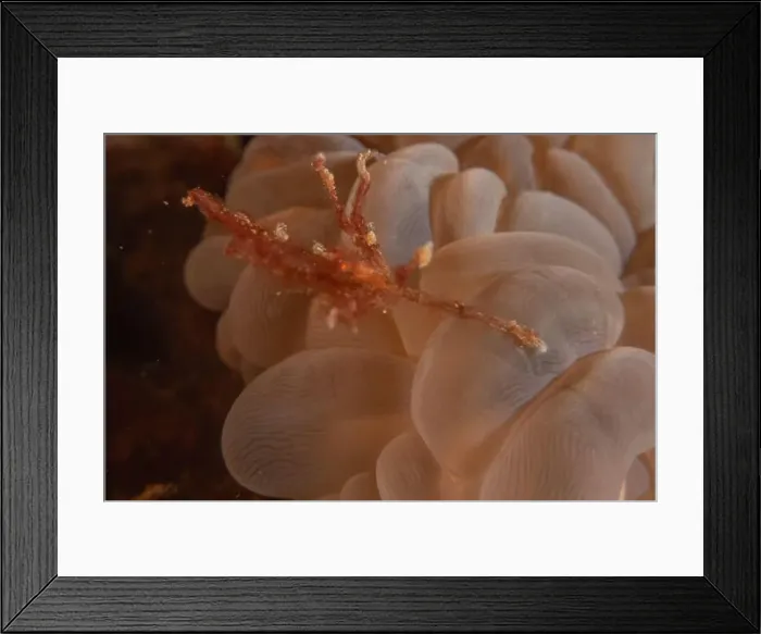 Framed Print : long-legged spider crab in the Sea of the Philippines Framed Print : long-legged spider crab in the Sea of the Philippines