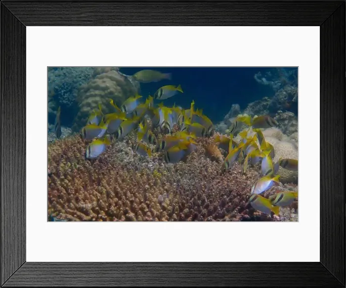 Framed Print : Underwater scene of coral fish swimming and feeding on algae over dead branching coral reef Framed Print : Underwater scene of coral fish swimming and feeding on algae over dead branching coral reef