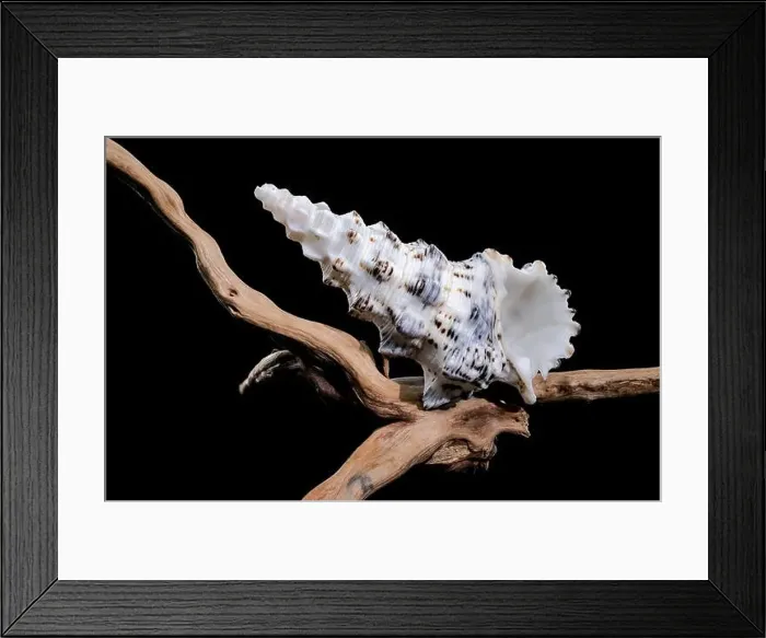 Framed Print : Detailed close-up of a Cerithium nodulosum shell with textured patterns Framed Print : Detailed close-up of a Cerithium nodulosum shell with textured patterns