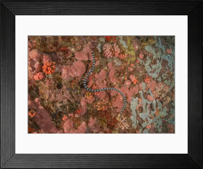 Framed Print : Banded Sea Krait Laticauda colubrina in the Sea of the Philippines