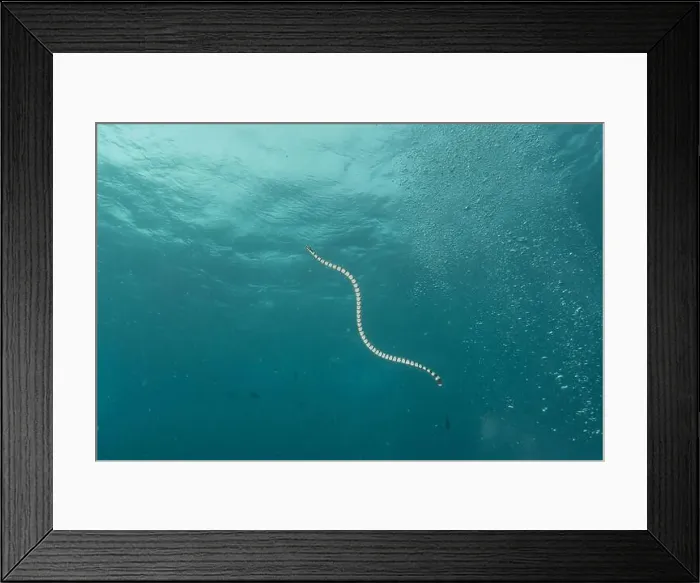 Framed Print : Banded Sea Krait Laticauda colubrina in the Sea of the Philippines