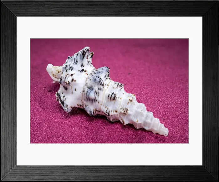 Framed Print : Detailed close-up of a Cerithium nodulosum shell with textured patterns, placed on a red sand background