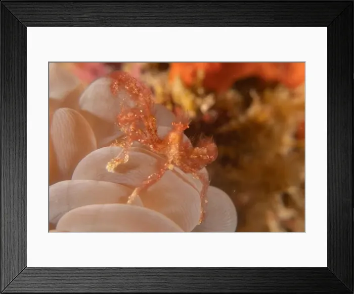 Framed Print : long-legged spider crab in the Sea of the Philippines Framed Print : long-legged spider crab in the Sea of the Philippines