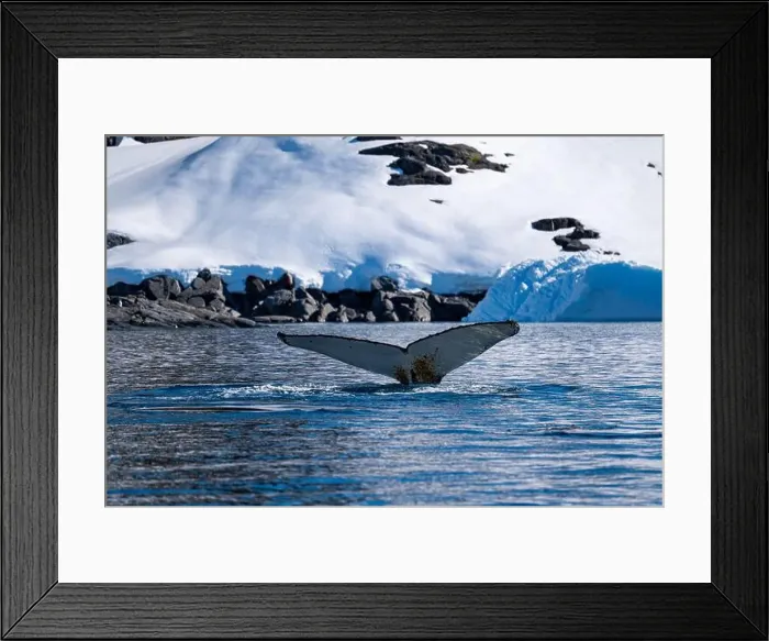 Framed Print : Humpback whale's tail. Whales in Antarctica Framed Print : Humpback whale's tail. Whales in Antarctica