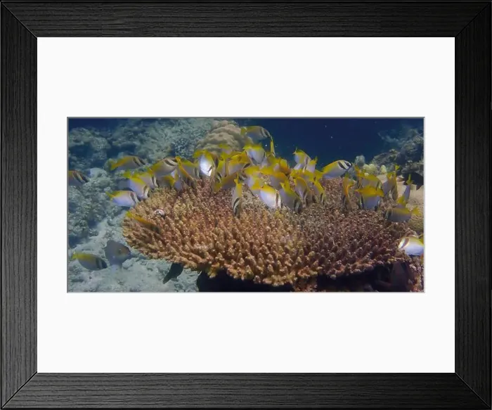 Framed Print : Underwater scene of coral fish swimming and feeding on algae over dead branching coral reef Framed Print : Underwater scene of coral fish swimming and feeding on algae over dead branching coral reef