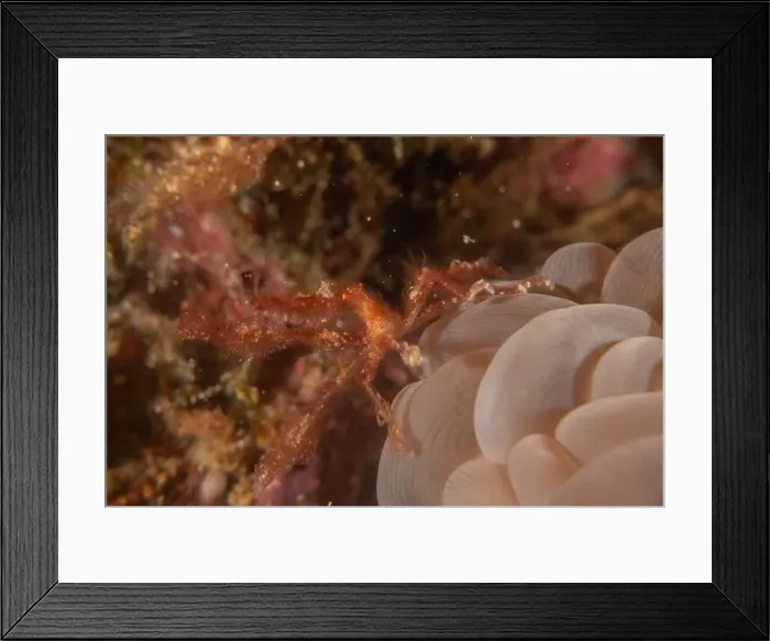 Framed Print : long-legged spider crab in the Sea of the Philippines Framed Print : long-legged spider crab in the Sea of the Philippines
