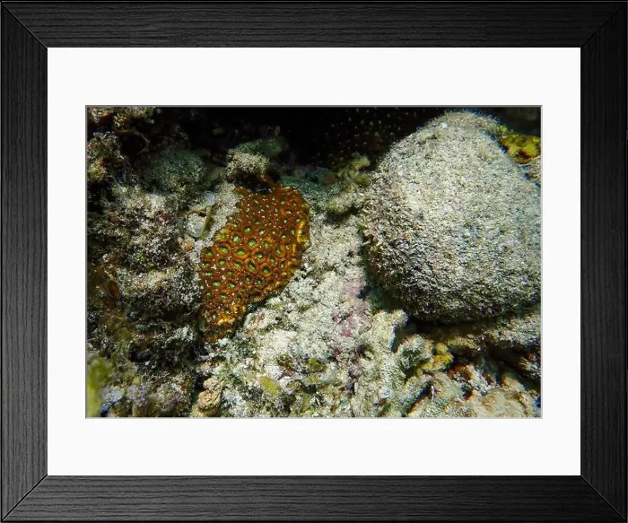 Framed Print : Close-up underwater scene of red-brown living coral reefs beside dead coral Framed Print : Close-up underwater scene of red-brown living coral reefs beside dead coral