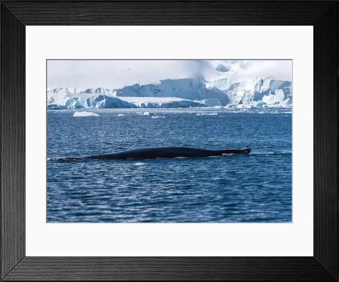 Framed Print : Aerial view of humpback whale on the water. Humpback whale's bac Framed Print : Aerial view of humpback whale on the water. Humpback whale's bac