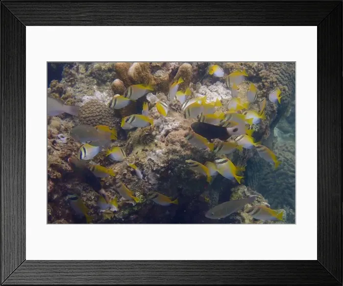 Framed Print : A school of coral fish swims and feeds on algae over a dead coral reef Framed Print : A school of coral fish swims and feeds on algae over a dead coral reef